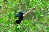 Blue-eared Glossy Starling on branch Nakuru Kenya 