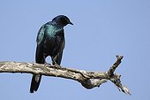 Greater Blue eared Glosser Straling on a branch in Africa