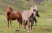 Icelandic horses in a meadow Iceland