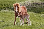 Icelandic horses in a meadow Iceland ; The foal was born there 4 hours 