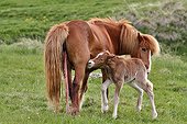 Icelandic horses in a meadow Iceland ; The foal was born last 4 hours