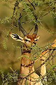 Gerenuk eating foliage height Samburu Kenya
