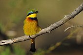 East Coast Little Bee-eater on a branch Samburu Kenya 