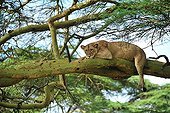 Lioness lying on a low branch Nakuru Kenya
