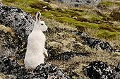Lièvre arctique en alerte au Groenland