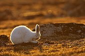 Arctic hare Cape Hoegh in Greenland ; It scratches its nose with its paws