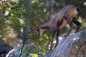 Pyrenean chamois in balance on a rock
