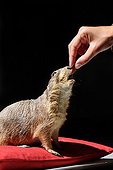 Prairie dog eating on a red cushion on black background