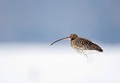 Eurasian Curlew in the snow in winter France 