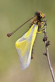 Emergence of a Owlfly and drying on a twig