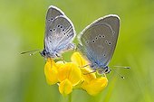 Couple of Greek Mazarine blue in wet meadows in summer