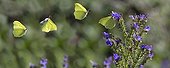 Brimstone male approaching a Vipersbugloss Vosges forest  ; Decomposition of approach flight