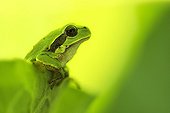 Young green tree frog on a leaf of rhubarb France ; Before the storm. 