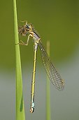 Blue tailed Damselfly eating a true fly Allier France