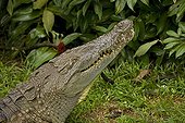 Portrait of American crocodile on the bank Costa Rica