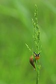Chocolate arion on a grass at the edge of the Allier River