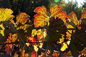 Foliage of wine grape in autumn Provence France
