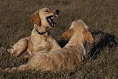 Young Golden retrievers playing in the grass France 