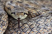 Portrait of a Southern Smooth Snake in Provence France