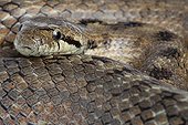Portrait of a Southern Smooth Snake in Provence France