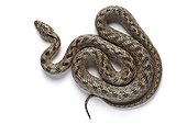 Southern Smooth Snake in Provence France