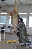 Autopsy of a cow in a veterinary school