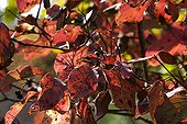 Foliage of syrah wine grape in autumn France