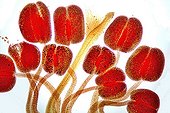 Stamens and stigma of horsebean in optical microscopy ; Lighting in bright background, magnification x 80. 