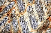 Eel skin by light microscopy ; Lighting in bright background, magnification x 50. <br>