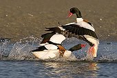 Male Common Shelducks fighting Bay of Saint-Brieuc France