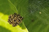 Young Epeirae tiaras in their web