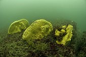 Yellow Boring Sponge on a rocky bottom The island of Oleron