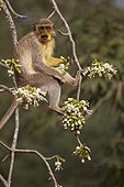 Callithrix Monkey feeding on Ceiba tree flowers Senegal ; With yellow face after eating Ceiba tree flower pollen