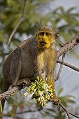 Callithrix Monkey feeding on Ceiba tree flowers Senegal ; With yellow face after eating Ceiba tree flower pollen