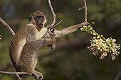 Callithrix Monkey feeding on Ceiba tree flowers Senegal