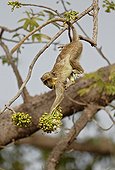 Callithrix Monkey feeding on Ceiba tree flowers Senegal