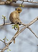 Young Callithrix Monkey on Ceiba tree Senegal