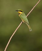 Little Bee-eater perched on branch Niokolo-Koba NP Senegal