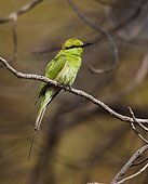 Little Bee-eater perched on branch Niokolo-Koba NP Senegal