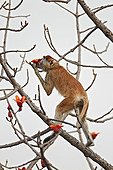 Patas Monkey feeding on ceiba tree flowers Senegal