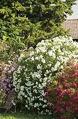 Oleanders in bloom in a garden
