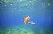 Jellyfish PN Port-Cros Mediterranean Sea France 