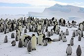 Emperor Penguins colony Antarctica Snow Hill 