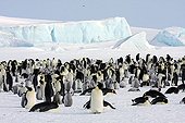 Emperor Penguins colony Antarctica Snow Hill 