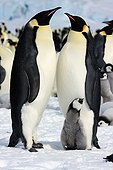 Emperor Penguins and young Antarctica Snow Hill