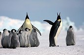Emperor Penguins and youngs Antarctica Snow Hill ; position ecstatic 