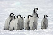 Emperor Penguin chicks Antarctica Snow Hill