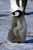 Emperor Penguin chick sleeping Antarctica Snow Hill