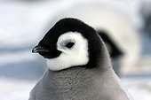 Portrait of Emperor Penguin chick Antarctica Snow Hill
