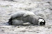 Emperor Penguin chick dead Antarctica Snow Hill